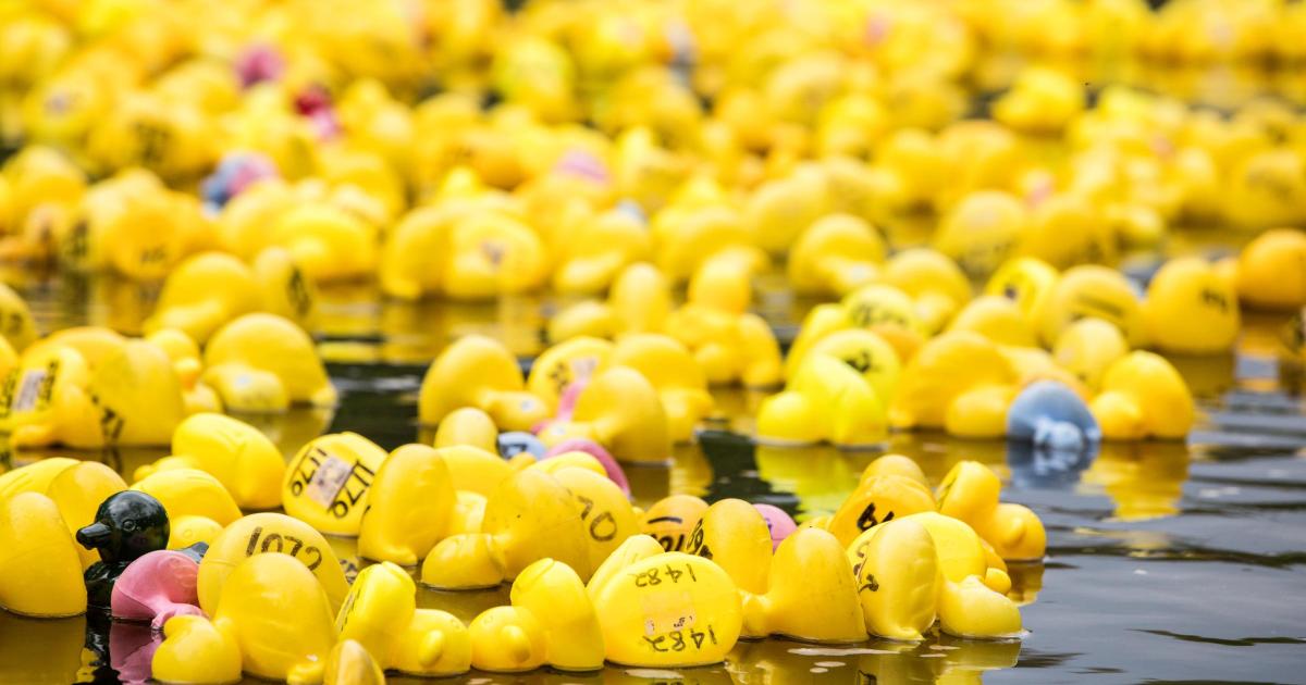 Darlington Duck Race to raise money for hospice care