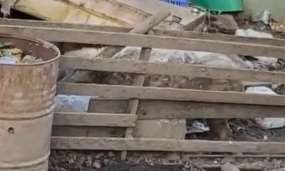 Pig owner from Goole banned from keeping animals for decade