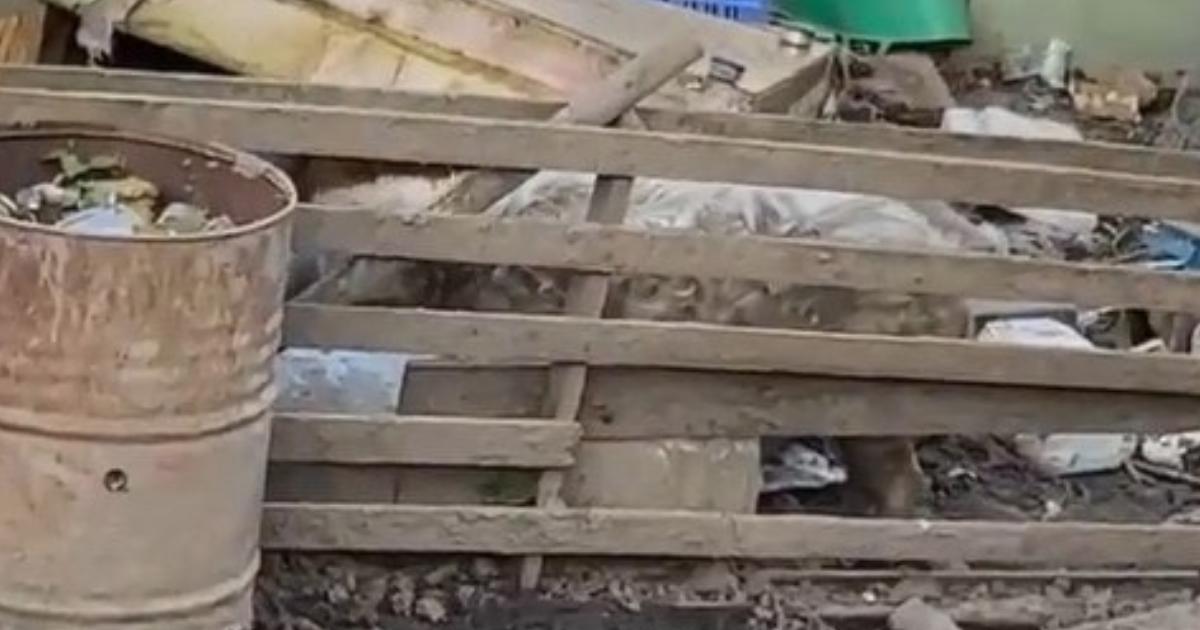 Pig owner from Goole banned from keeping animals for decade