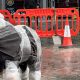 Bolton's beloved elephants are finally coming home after 11 years