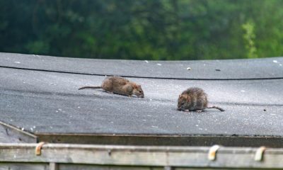 UK homeowners warned about a rat plague this autumn