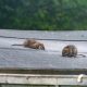 UK homeowners warned about a rat plague this autumn