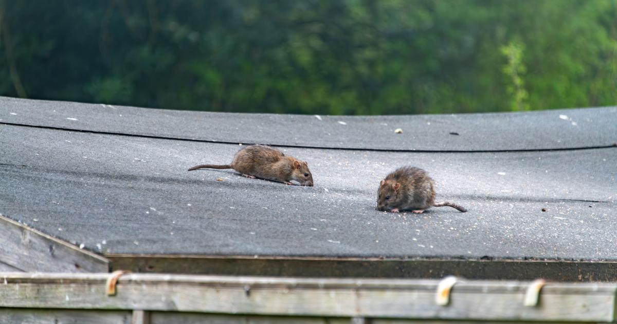 UK homeowners warned about a rat plague this autumn