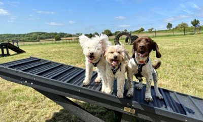 York dog walking park plans lodged with council
