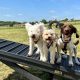 York dog walking park plans lodged with council