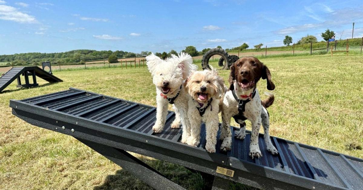 York dog walking park plans lodged with council