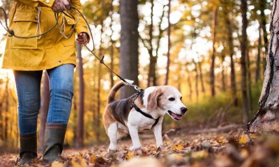 Dog owners warned as conkers leaves pets seriously ill