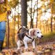 Dog owners warned as conkers leaves pets seriously ill