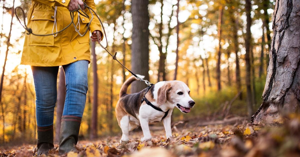 Dog owners warned as conkers leaves pets seriously ill