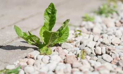 Expert reveals 69p trick to get rid of driveway weeds