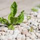 Expert reveals 69p trick to get rid of driveway weeds