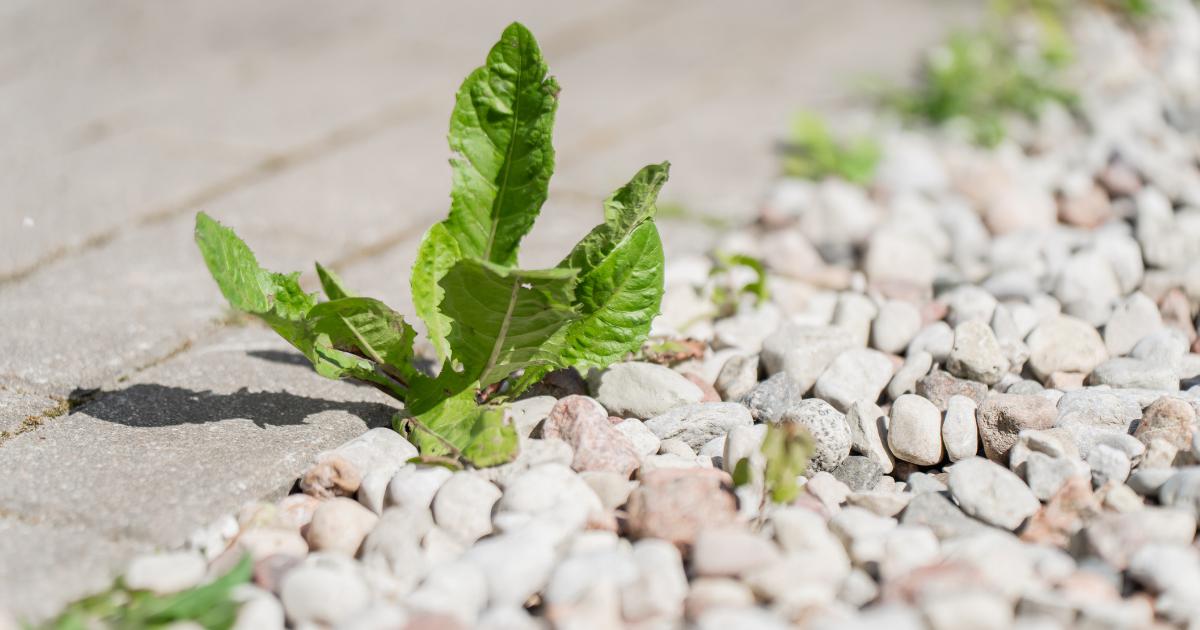 Expert reveals 69p trick to get rid of driveway weeds