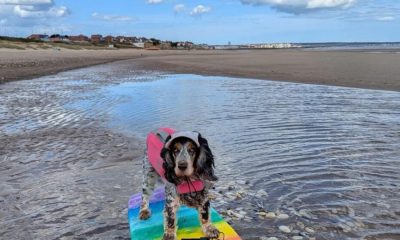 Middlesbrough appeal launched to help surfing dog Hattie