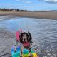 Middlesbrough appeal launched to help surfing dog Hattie