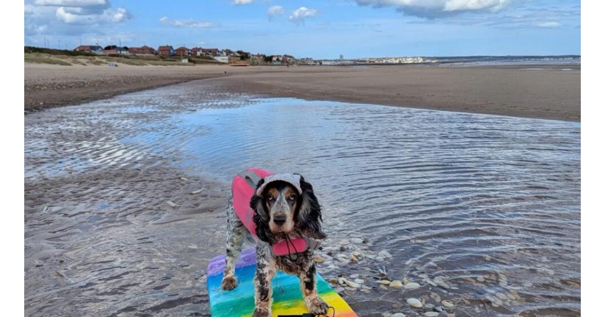 Middlesbrough appeal launched to help surfing dog Hattie