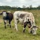 Cutacre Country Park praised for bringing nature closer to people