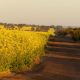 Migration changes will hurt key WA sectors