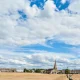 Drought is here to stay. It’s time for the Government to act