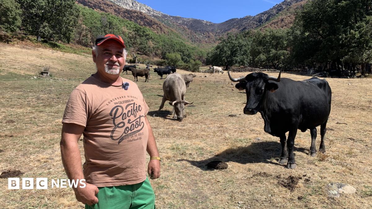 Spanish farmer Juan Ángel Izquierdo stands in a field in front of some of his cows. He is wearing a hat and a light brown t-shirt