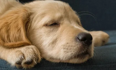 What Do Dogs Dream About?