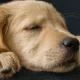 What Do Dogs Dream About?