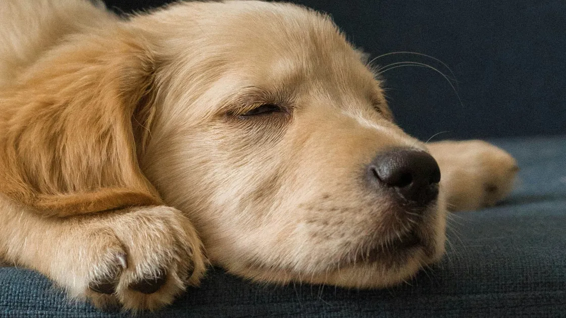 What Do Dogs Dream About?