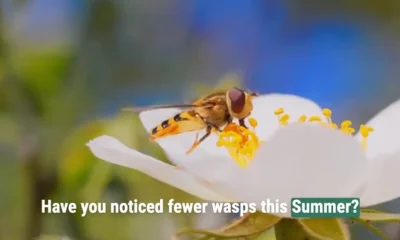 Why are there fewer wasps this summer? And where have they gone?