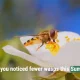 Why are there fewer wasps this summer? And where have they gone?
