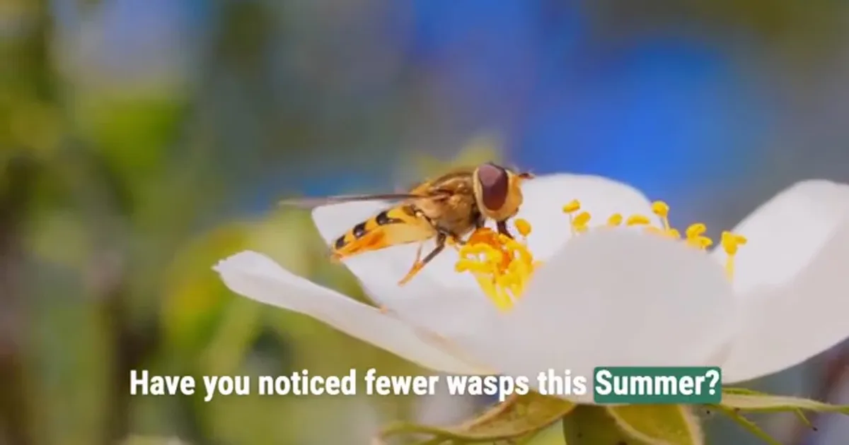 Why are there fewer wasps this summer? And where have they gone?