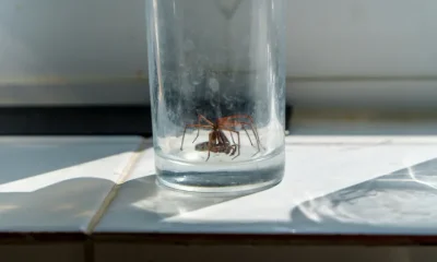 Seeing more spiders? You’re not alone.