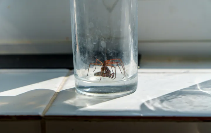 Seeing more spiders? You’re not alone.