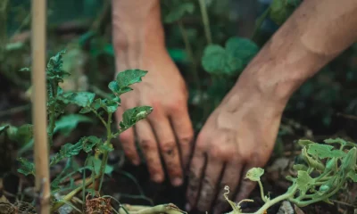 September Gardening Jobs UK: What To Plant And Protect This Autumn