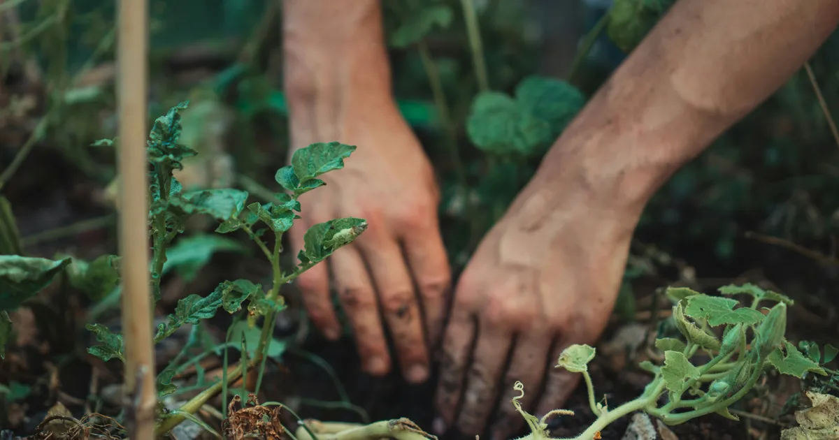 September Gardening Jobs UK: What To Plant And Protect This Autumn