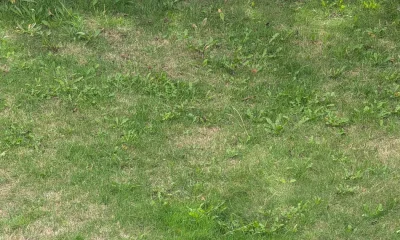 The Common Cupboard Items That Can Kill Weeds In Your Garden