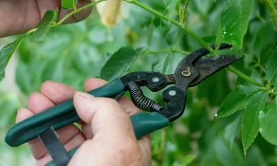 Five Key Gardening Jobs You Must Do Now Ahead Of Winter