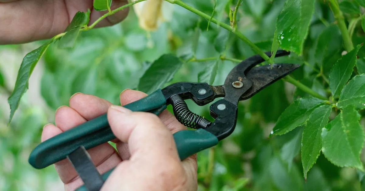 Five Key Gardening Jobs You Must Do Now Ahead Of Winter