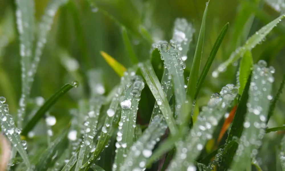 Expert Advice On Defending Gardens From Autumn Rain