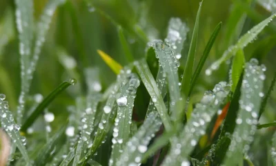 Expert Advice On Defending Gardens From Autumn Rain