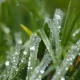 Expert Advice On Defending Gardens From Autumn Rain