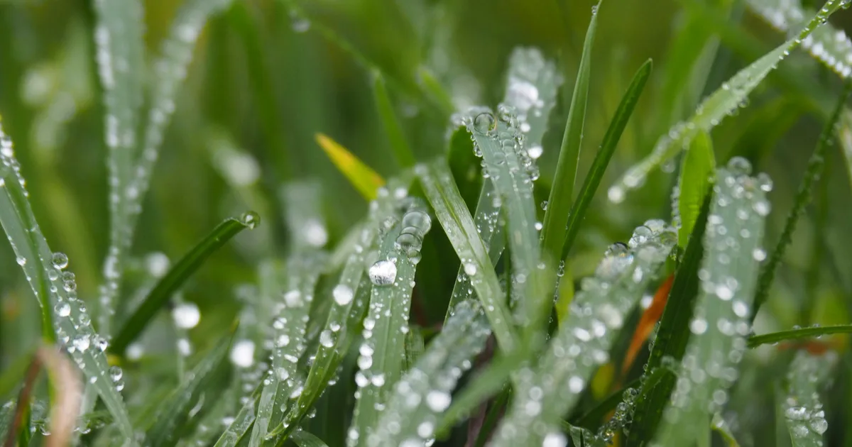 Expert Advice On Defending Gardens From Autumn Rain