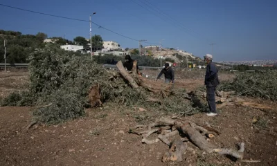 Palestinian farmers cut pieces of wood from the olive trees that were uprooted by the Israeli military in the village of Arraba, near the West Bank city of Jenin, Wednesday, Sept. 2, 2026.