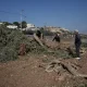 Palestinian farmers cut pieces of wood from the olive trees that were uprooted by the Israeli military in the village of Arraba, near the West Bank city of Jenin, Wednesday, Sept. 2, 2026.