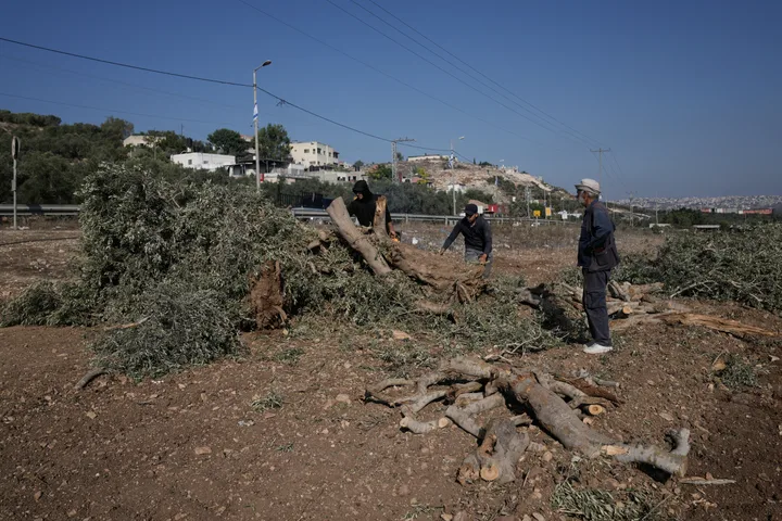 Palestinian farmers cut pieces of wood from the olive trees that were uprooted by the Israeli military in the village of Arraba, near the West Bank city of Jenin, Wednesday, Sept. 2, 2026.