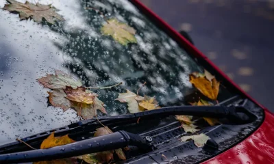 Why There Are Fewer Bugs On Windshields Lately?