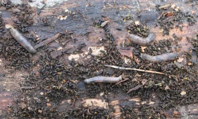 Leatherjackets In Lawn: How To Spot And Treat Grey Crane Fly Larvae In Your Grass