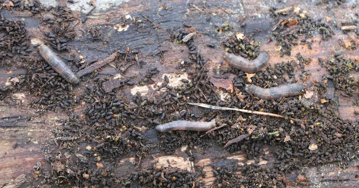 Leatherjackets In Lawn: How To Spot And Treat Grey Crane Fly Larvae In Your Grass