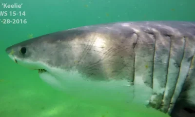A great white shark named Keelie was spotted off the coast of Cape Cod in 2016. The president is not fond of Keelie, or any other shark for that matter.