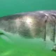 A great white shark named Keelie was spotted off the coast of Cape Cod in 2016. The president is not fond of Keelie, or any other shark for that matter.