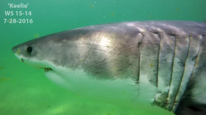 A great white shark named Keelie was spotted off the coast of Cape Cod in 2016. The president is not fond of Keelie, or any other shark for that matter.