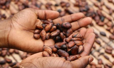 Tracking cocoa may be just the beginning for PwC, Merck, Hashgraph provenance system